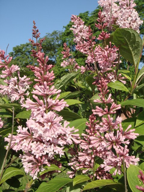 Syringa prestoniae 'James Mc Farlane'